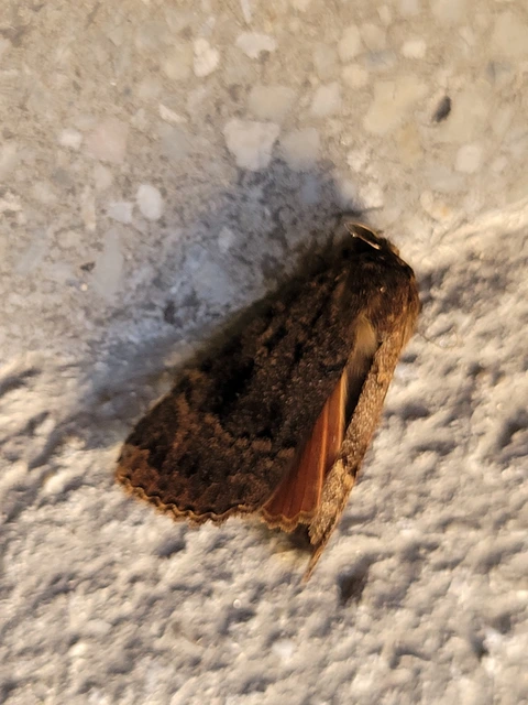Amphipyra pyramidea - fahéjszínű bagoly