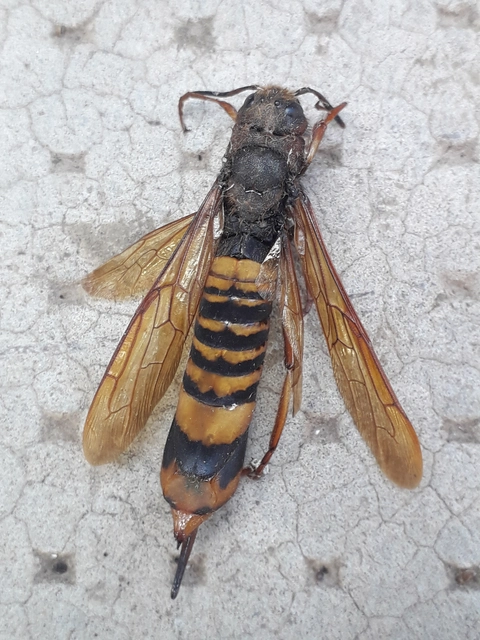 Tremex fuscicornis - sárgagyűrűs fadarázs