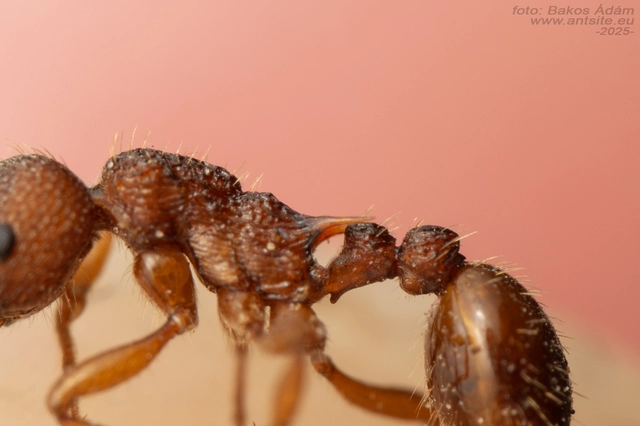 Myrmica sabuleti - gyakori bütyköshangya