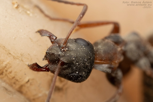 Formica cunicularia - gyakori rabszolgahangya