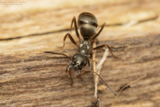 Formica fusca - kormos rabszolgahangya
