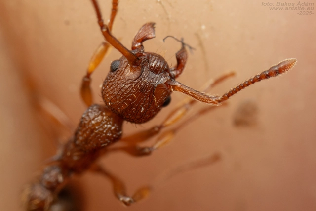 Myrmica sabuleti - gyakori bütyköshangya