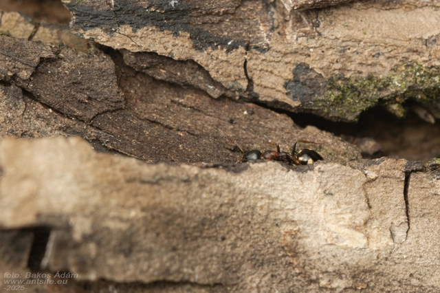 Dolichoderus quadripunctatus - négypettyes erdeihangya
