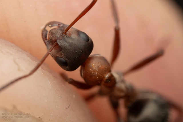 Formica rufibarbis - vörös rabszolgahangya