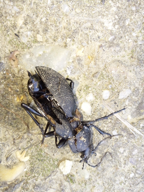 Carabus coriaceus - bőrfutrinka Carabus coriaceus - bőrfutrinka