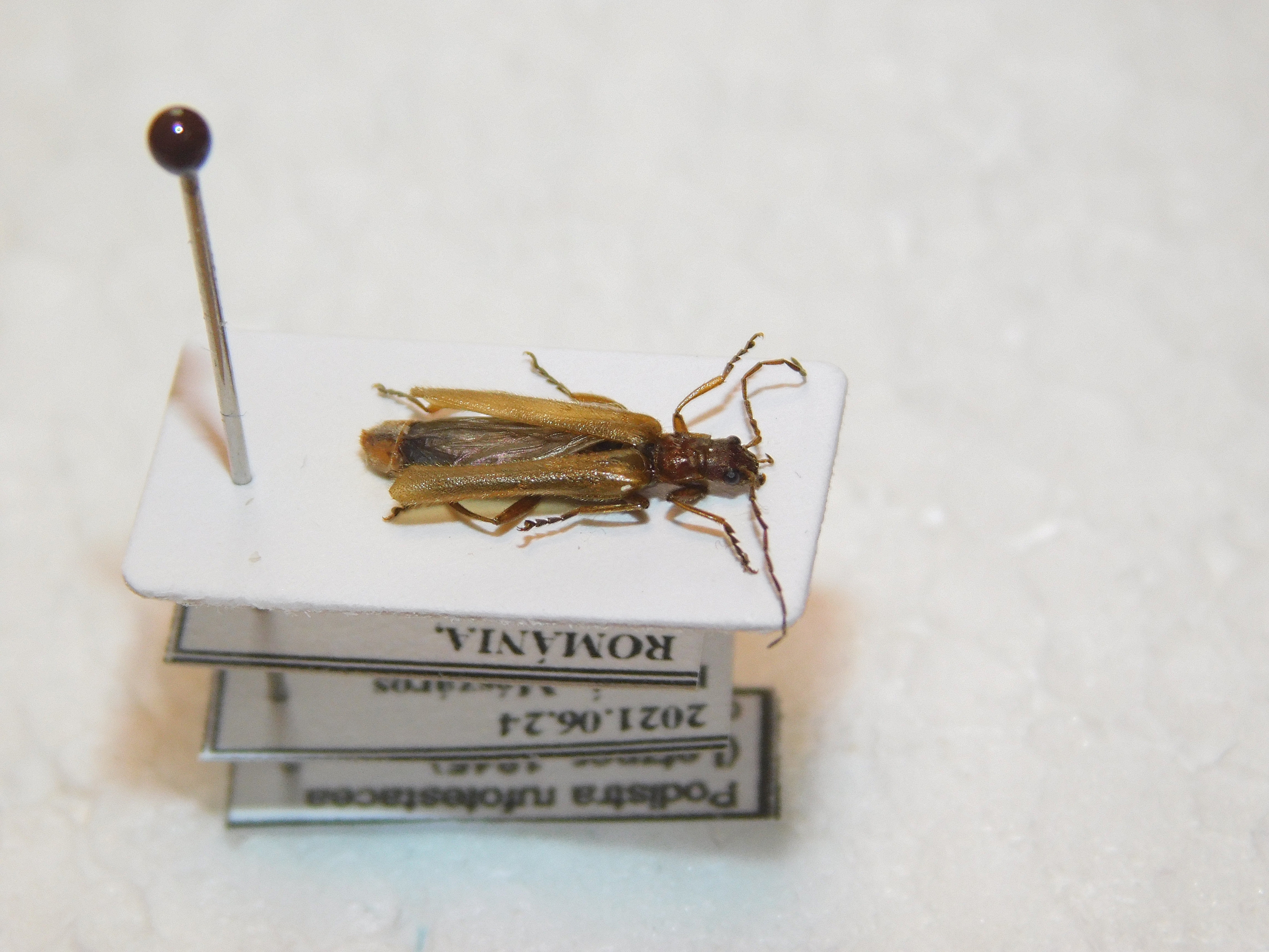 Podistra rufotestacea