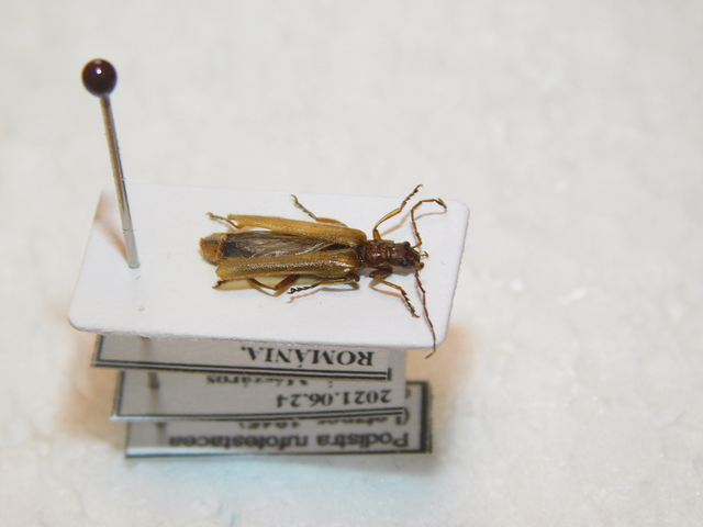 Podistra rufotestacea
