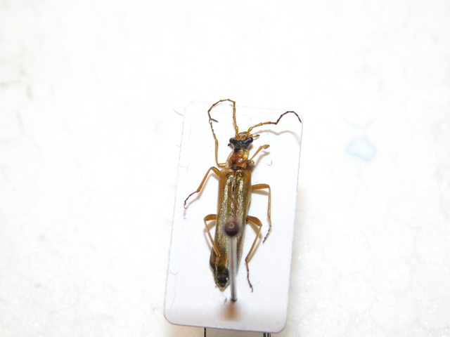 Podabrus alpinus