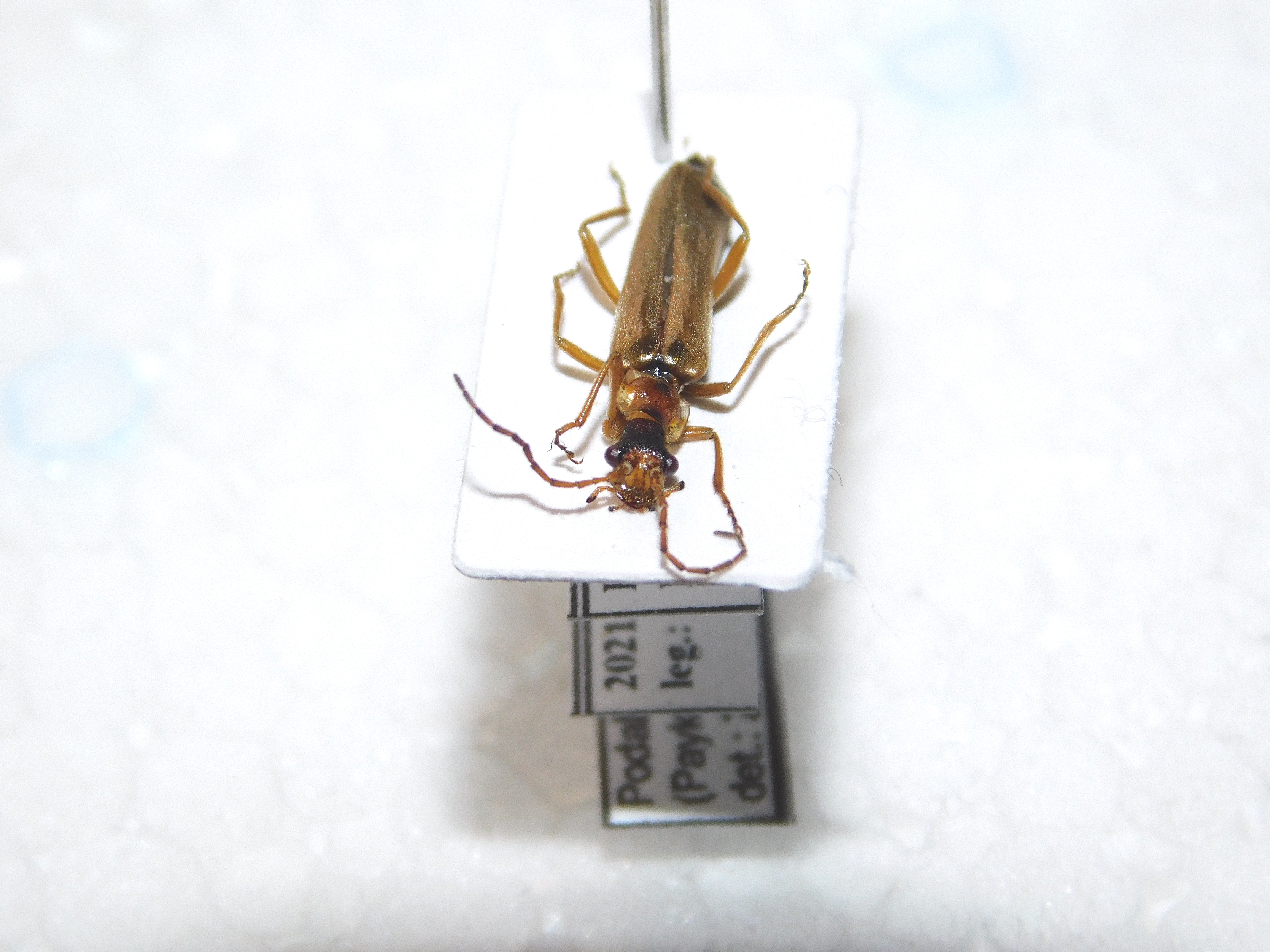 Podabrus alpinus