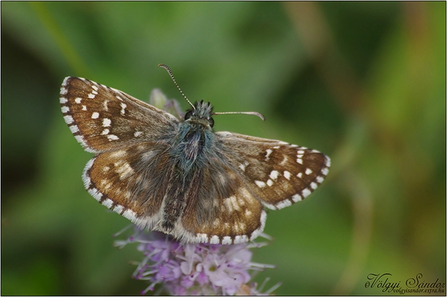 Pyrgus armoricanus - feles busalepke
