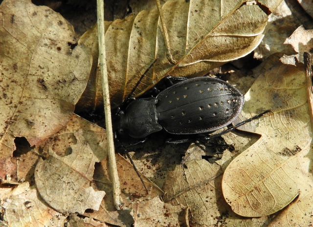 Carabus hortensis - aranypettyes futrinka