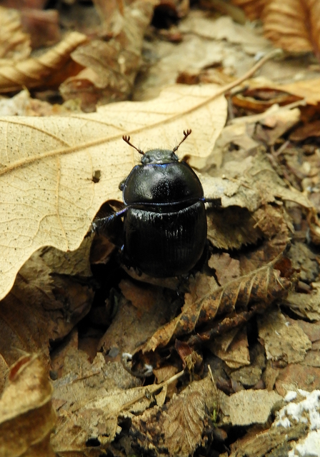 Anoplotrupes stercorosus - erdei álganéjtúró