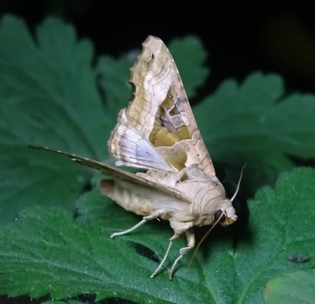 Phlogophora meticulosa - vándorló csipkésbagoly