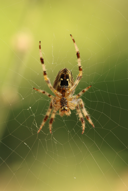 Araneus diadematus - koronás keresztespók