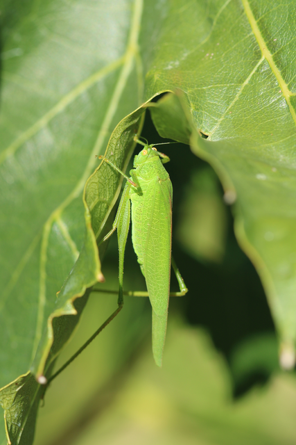 Phaneroptera