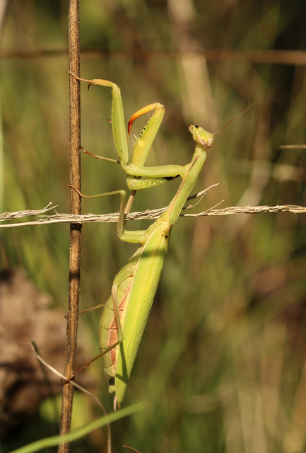 Mantis religiosa - imádkozósáska