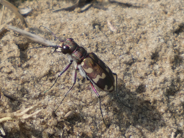 Cicindela hybrida - öves homokfutrinka
