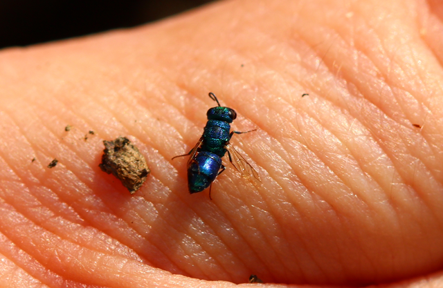 Chrysididae - fémdarazsak