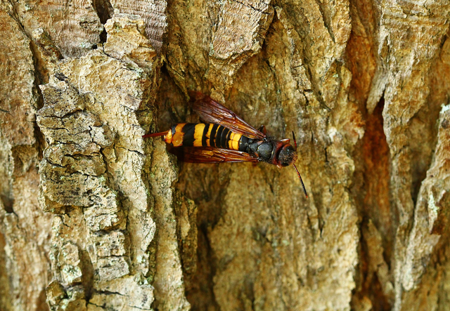 Tremex fuscicornis - sárgagyűrűs fadarázs