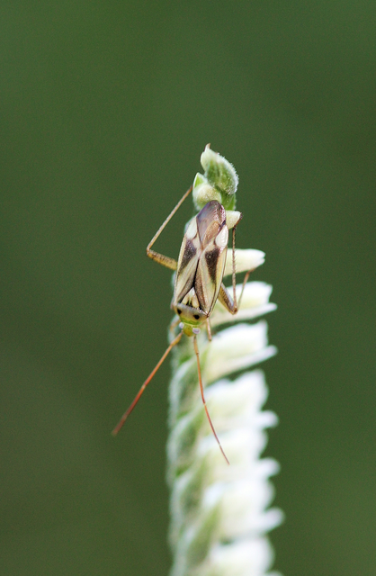 Adelphocoris lineolatus - lucernapoloska