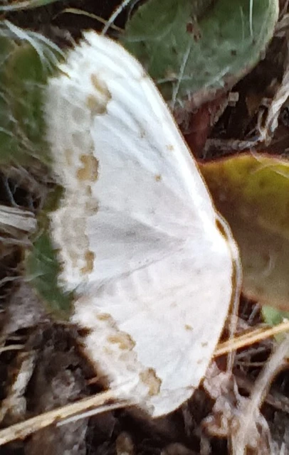 Scopula ornata - díszes fehéraraszoló