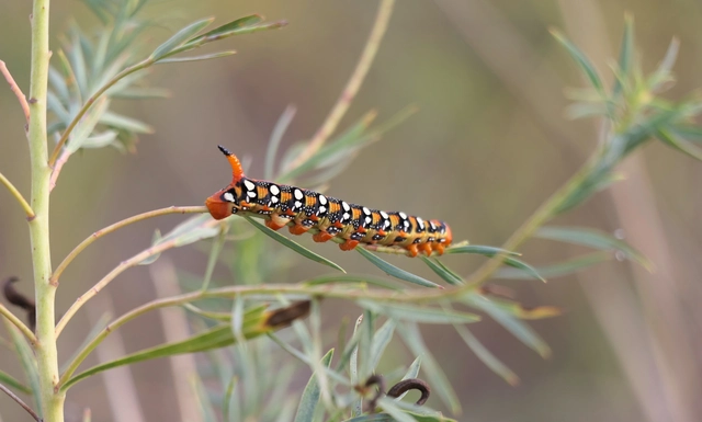 Hyles euphorbiae - kutyatejszender
