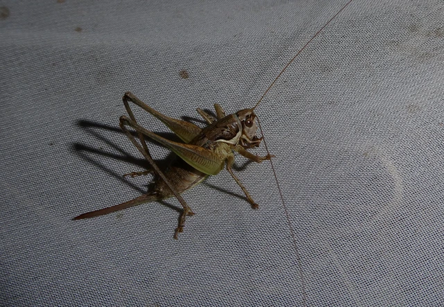 Pachytrachis gracilis - karcsú szöcske