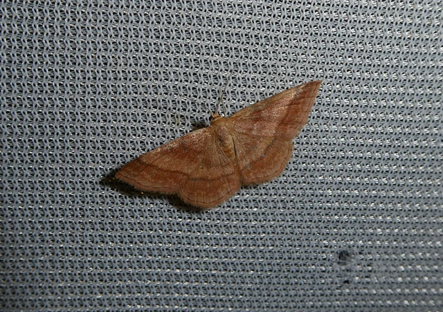 Scopula rubiginata - réti pirosaraszoló