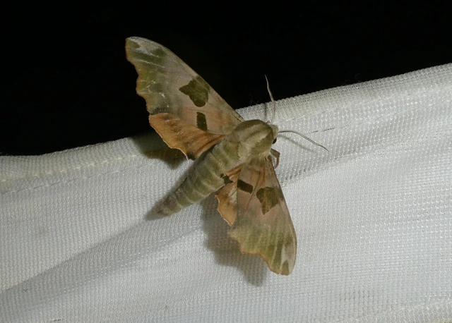 Mimas tiliae - hársfaszender