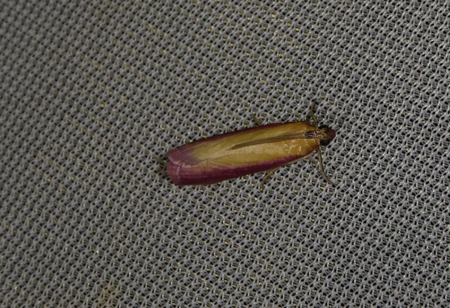 Oncocera semirubella - lucernamoly