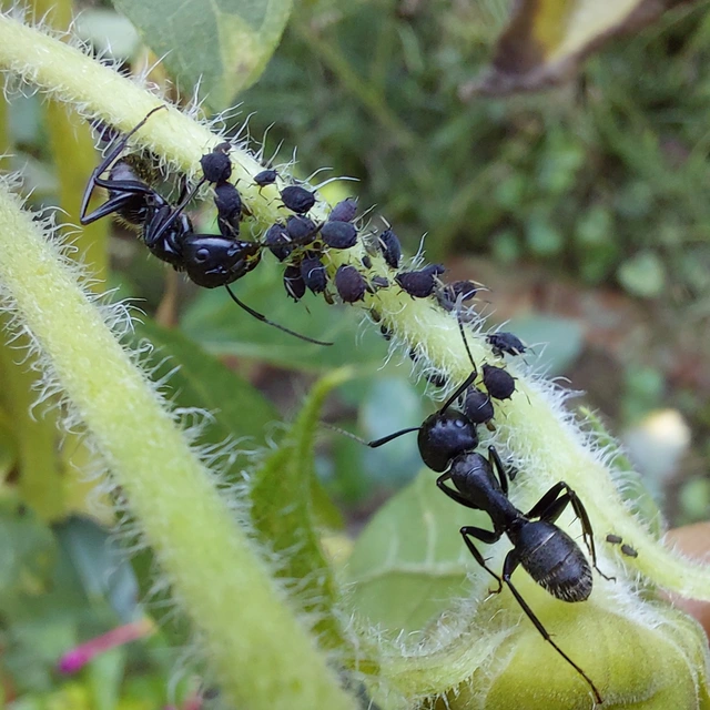 Camponotus vagus - fekete lóhangya