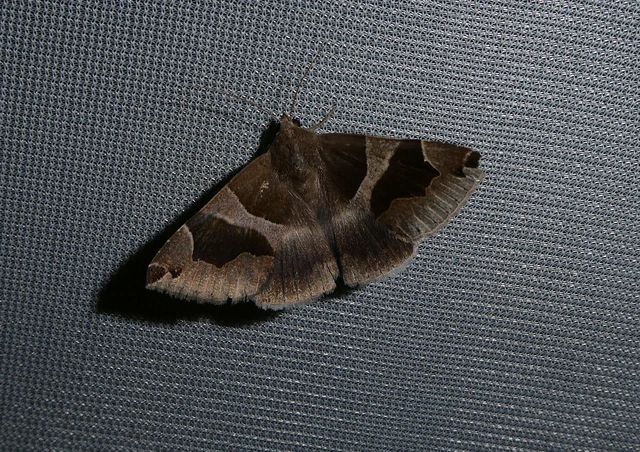 Dysgonia algira - déli porcelánbagoly