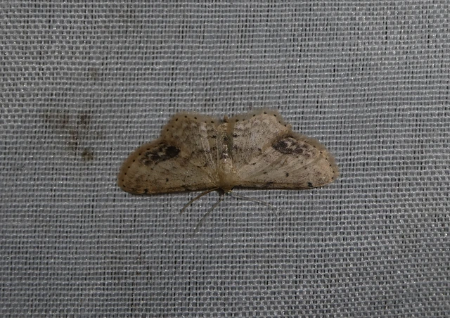 Idaea dimidiata - gyakori apróaraszoló