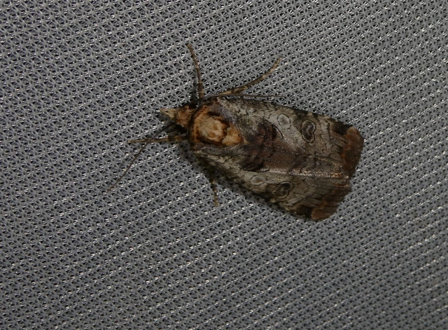 Epilecta linogrisea - karcsú sárgafűbagoly