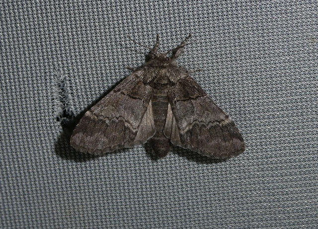Drymonia querna - tölgyfa-púposszövő