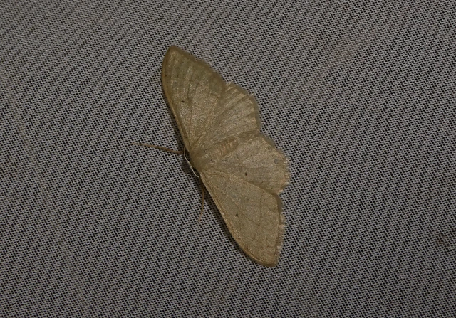 Idaea straminata - szalmasárga sávosaraszoló