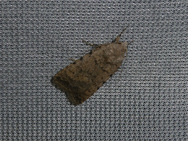 Paradrina clavipalpis - közönséges selymesbagoly