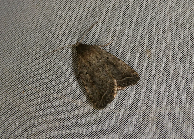 Athetis gluteosa - nyugtalan lápibagoly