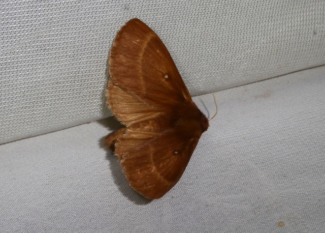 Lasiocampa trifolii - lóhereszövő