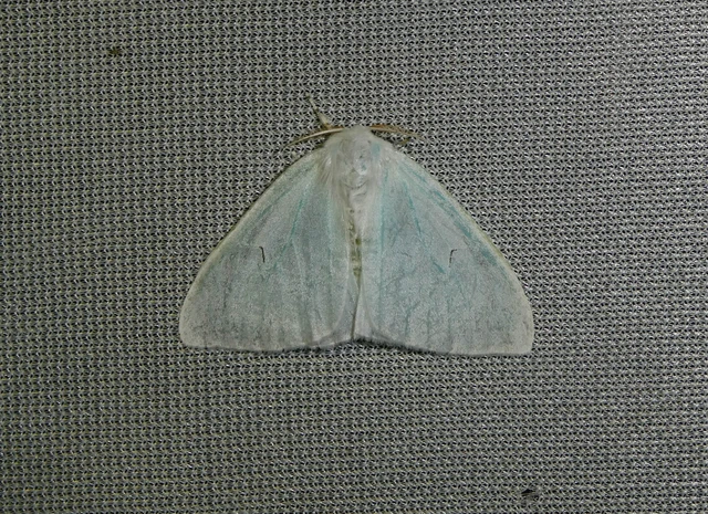 Arctornis l-nigrum - L-betűs gyapjaslepke