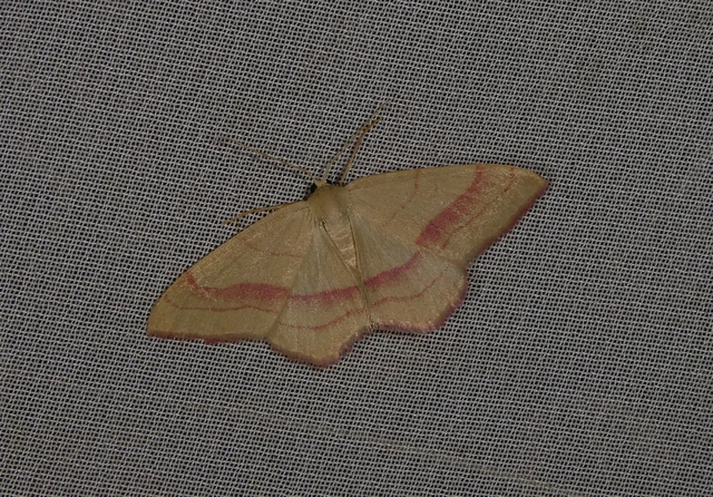 Rhodostrophia vibicaria - pirosszélű araszoló