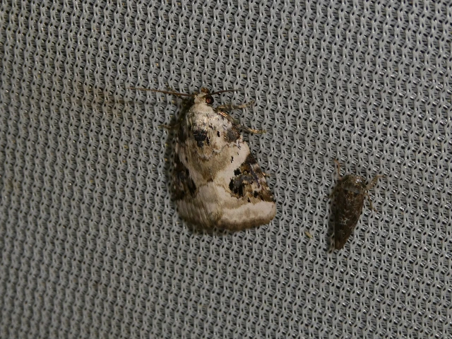 Pseudeustrotia candidula - fehéres apróbagoly