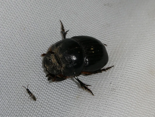 Copris lunaris - közönséges holdszarvú-ganéjtúró