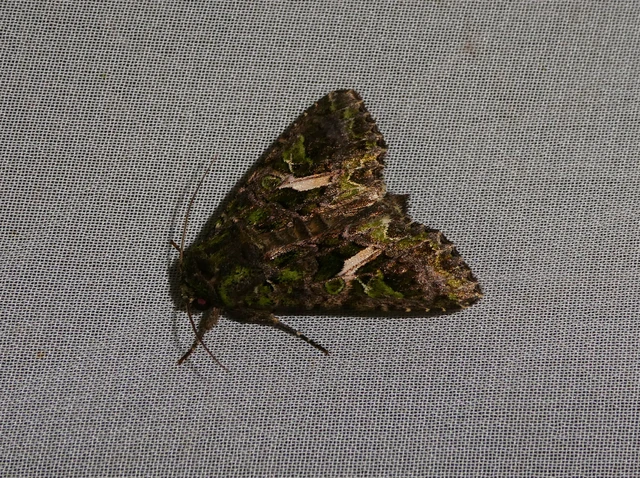 Trachea atriplicis - nyári zöldbagoly