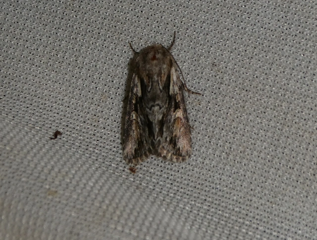 Chloantha hyperici - orbáncfű-sugarasbagoly