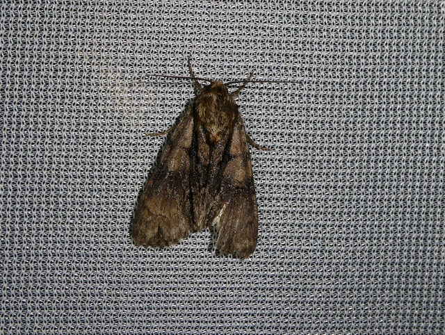 Acronicta alni - éger-szigonyosbagoly