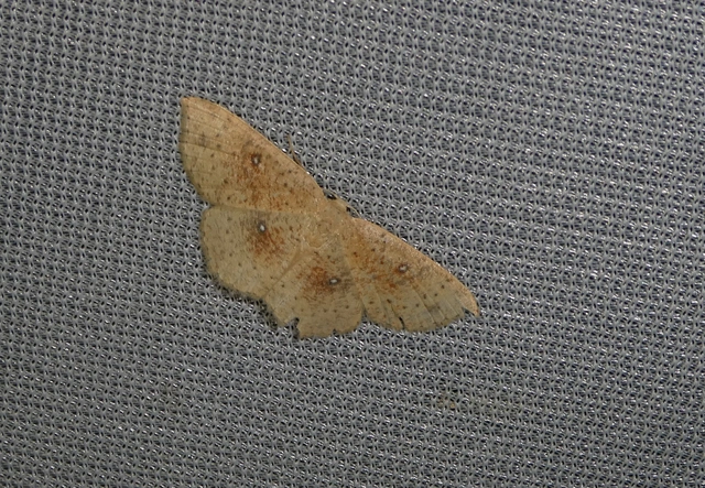 Cyclophora porata - körös pettyesaraszoló