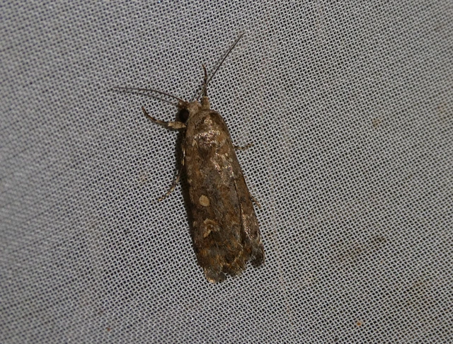 Spodoptera exigua - apró jegyesbagoly