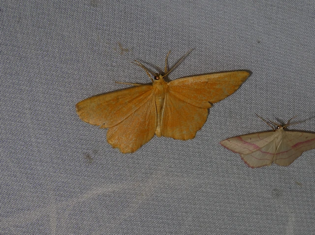 Angerona prunaria - sárga kökényaraszoló