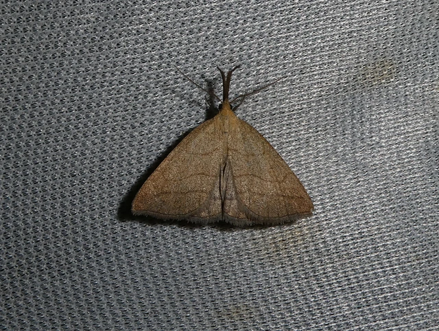 Polypogon tentacularia - sötétaljú karcsúbagoly